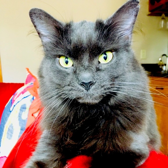 ⚜️House of Ursula⚜️ - Picture 5 of 7